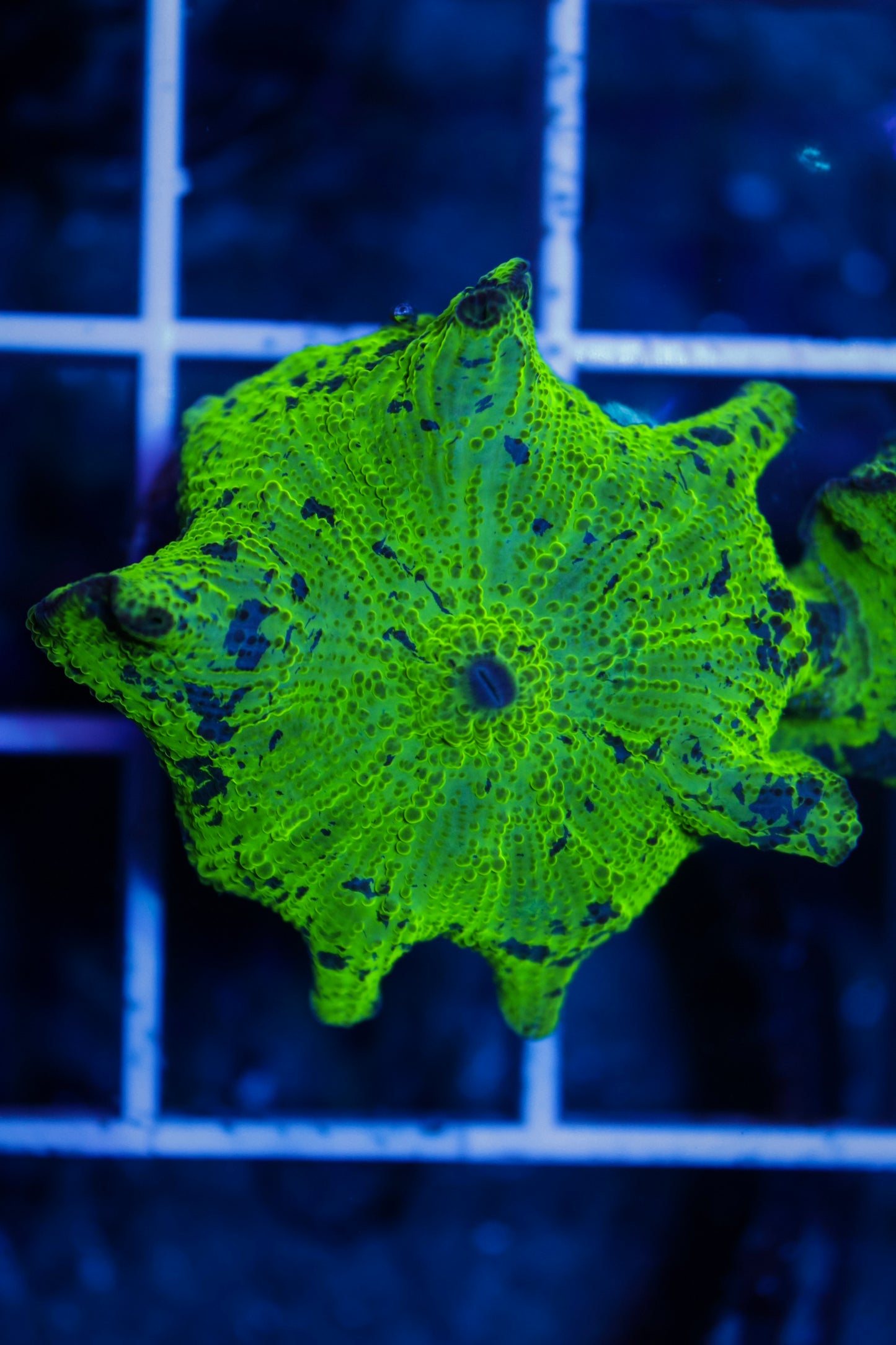 Kryptonite Electus Mushroom