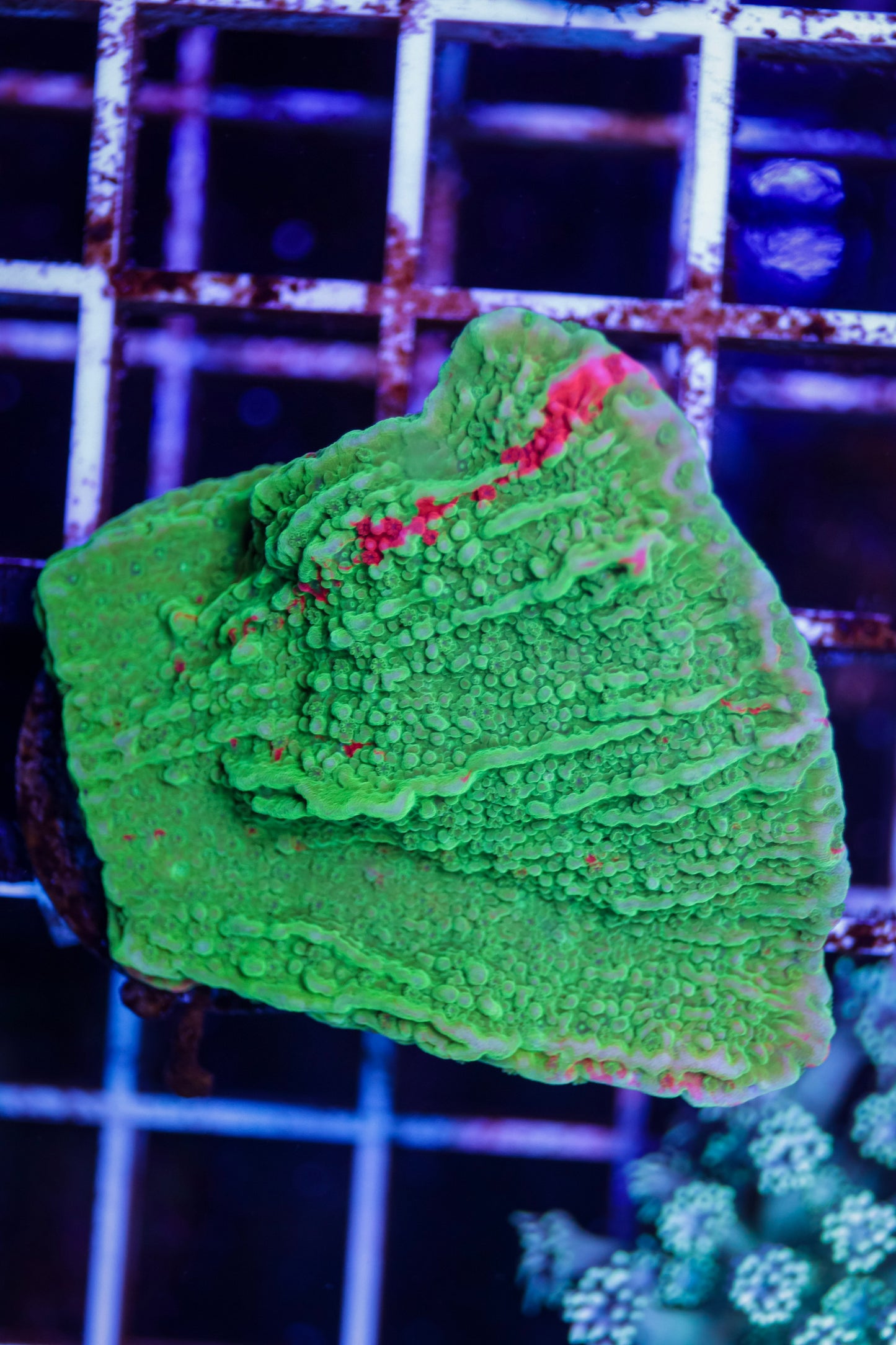 WWC Grafted Monti Cap