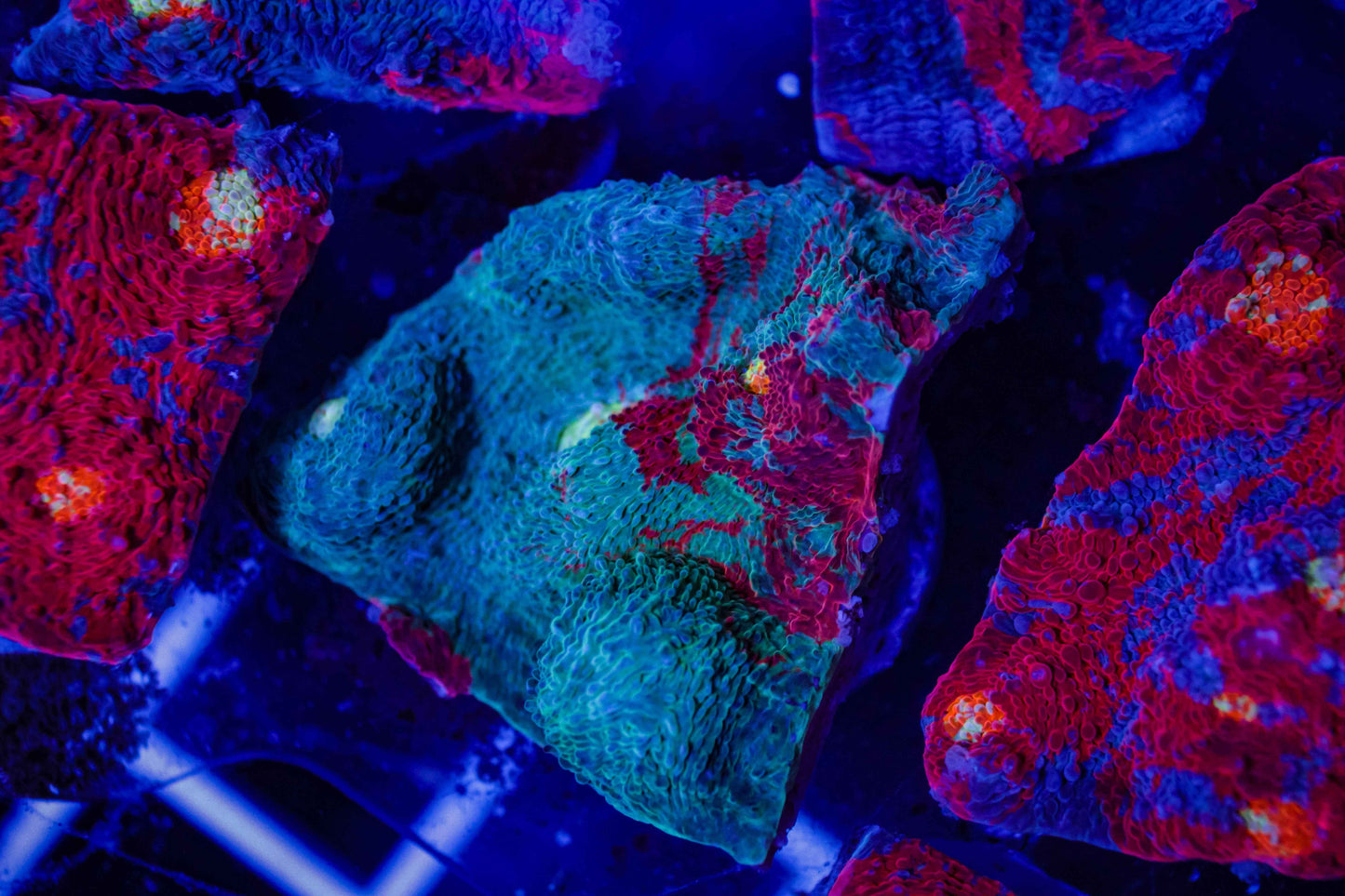 Rainbow Chalice Coral