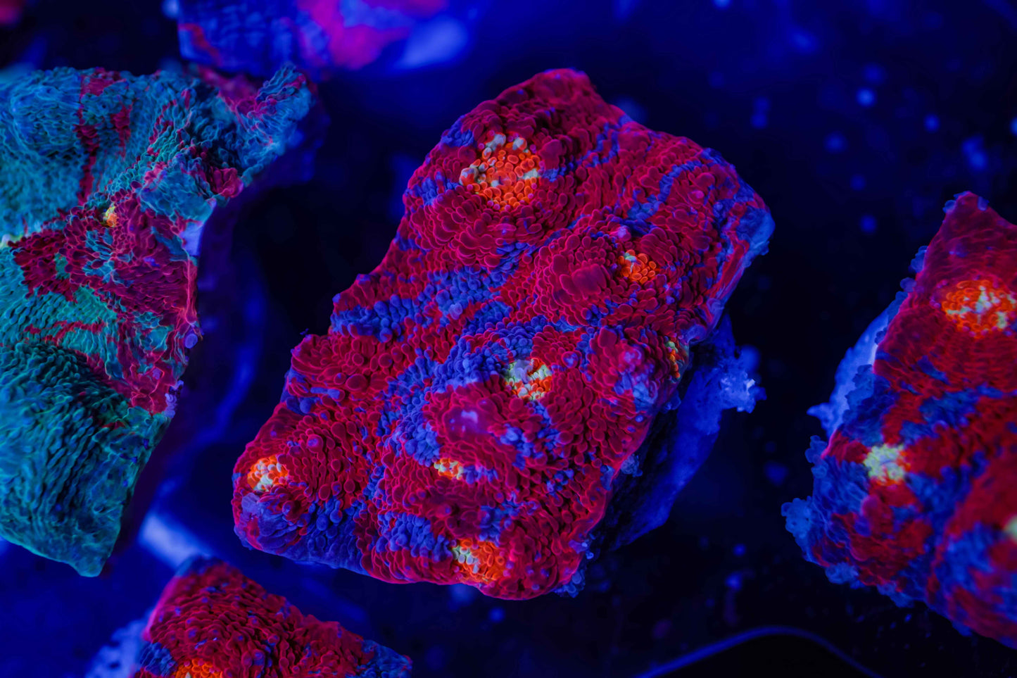Rainbow Chalice Coral