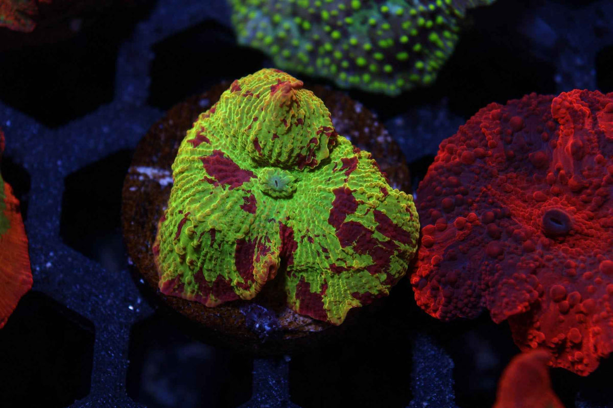 Electus Mushroom Coral – WYSIWYG #1