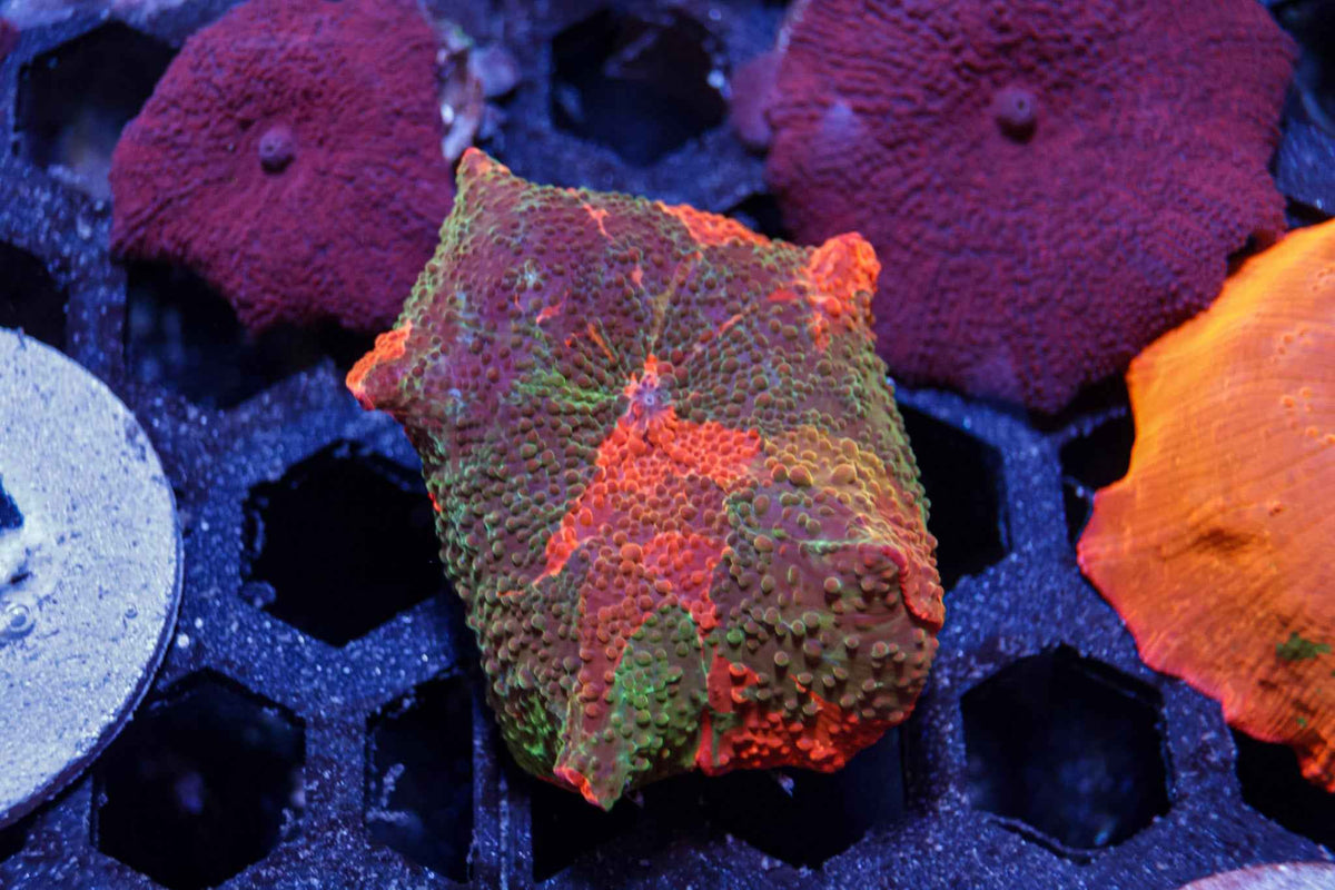 Rainbow Candy Crush Mushroom Coral – WYSIWYG