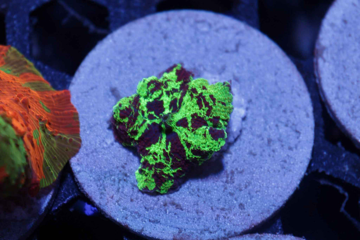 Rainbow Electus Mushroom Coral – WYSIWYG #2