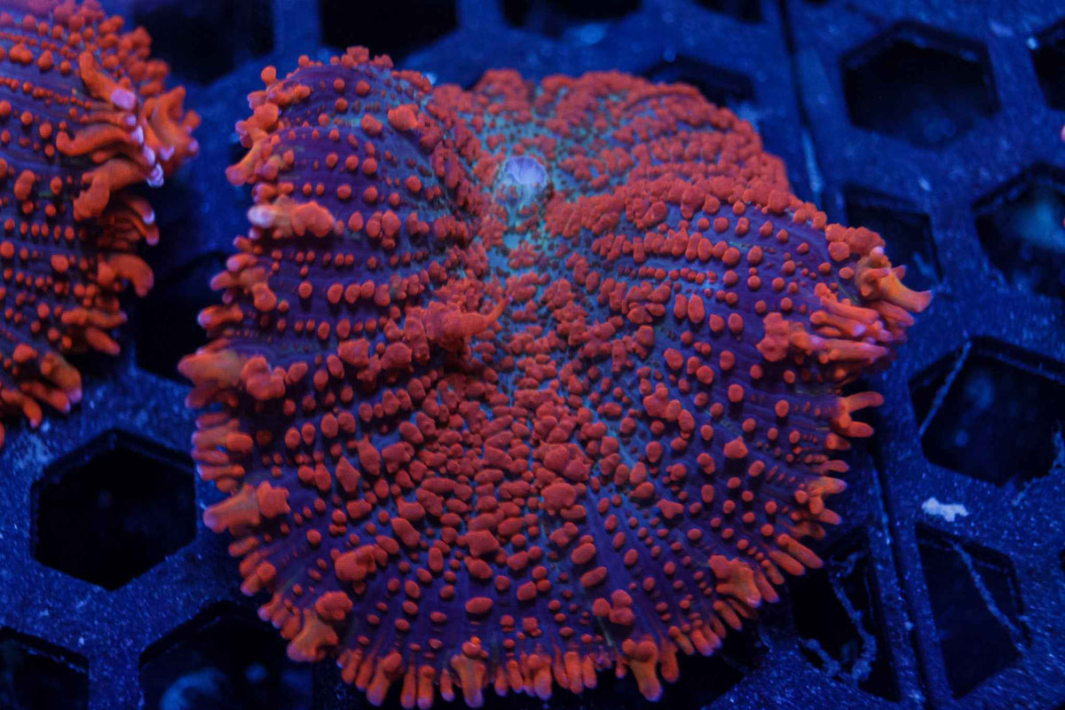 XL Rhodactis Mushroom Coral – WYSIWYG #3