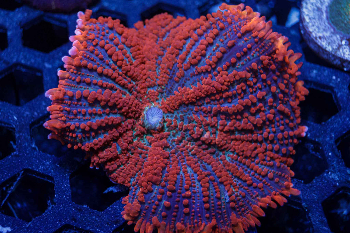 XL Rhodactis Mushroom Coral – WYSIWYG #1