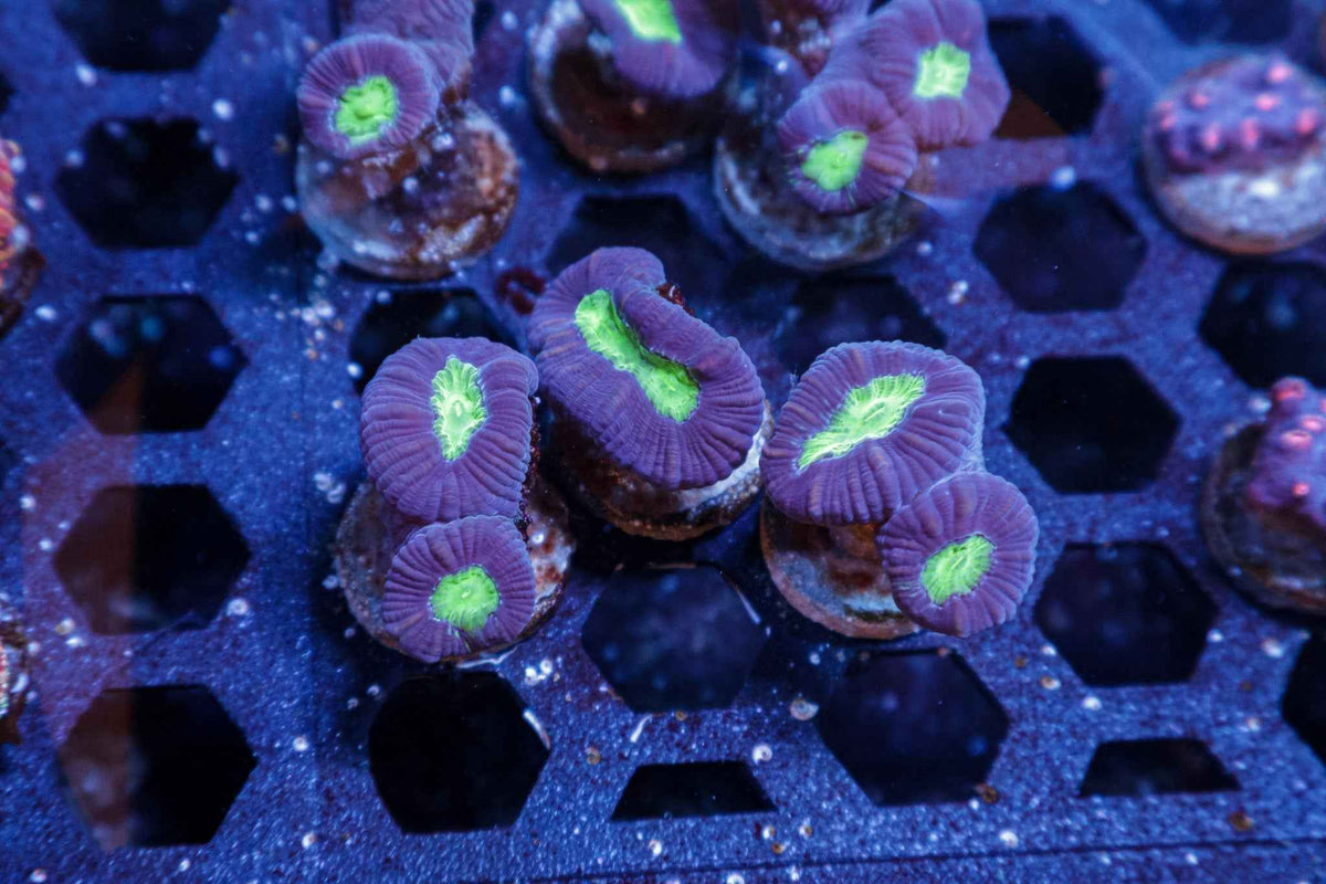 Goblin Candy Cane Coral – Almost WYSIWYG