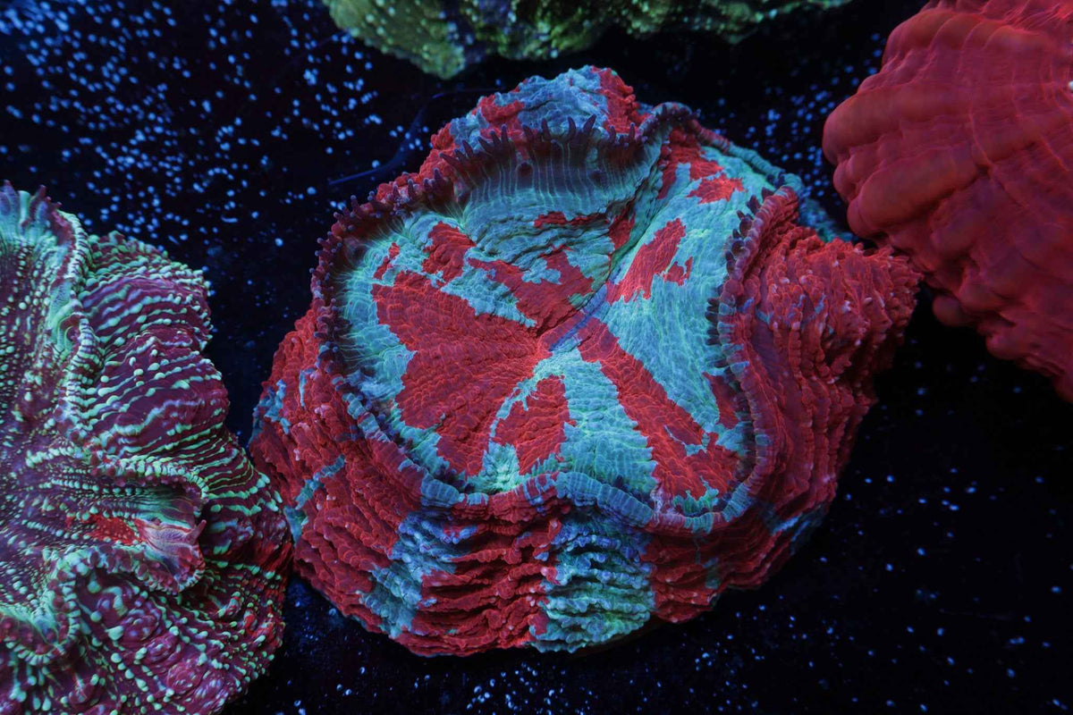 Superman Acanthophyllia Coral – WYSIWYG