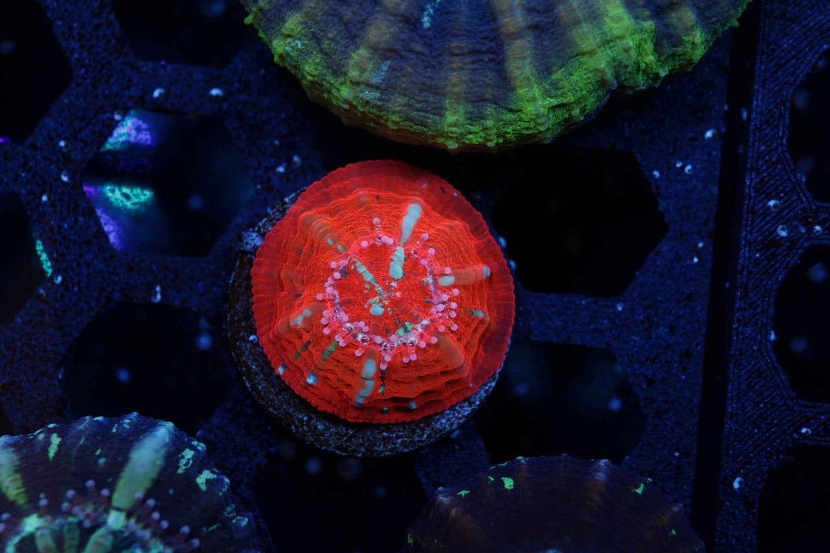 Captive Spawn Scolymia Coral – WYSIWYG #1