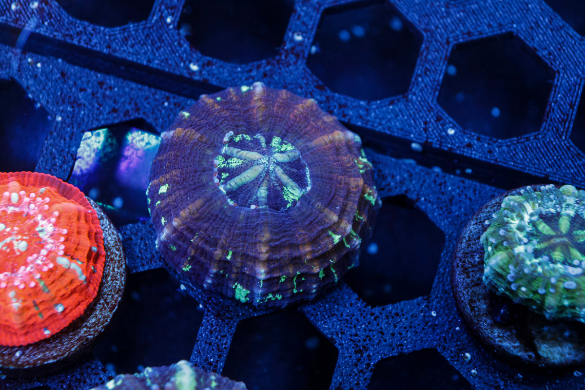 Captive Spawn Scolymia Coral – WYSIWYG #2