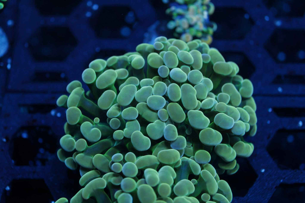 Green Stem Hammer Coral – Almost WYSIWYG