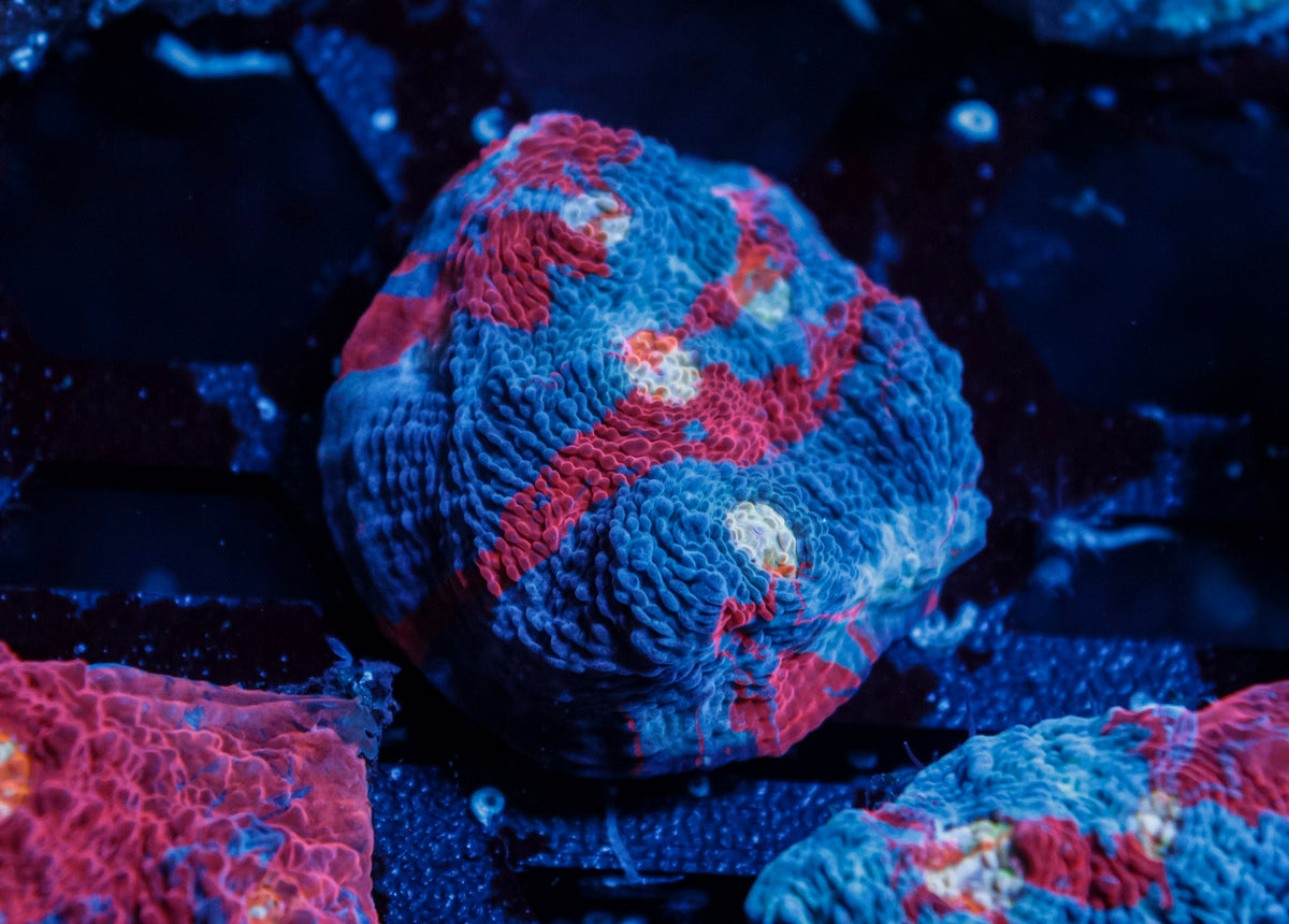 Rainbow Chalice Coral – WYSIWYG #3