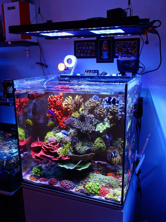 The Living Reef: Beneficial Bacteria, Microfauna, and How to Build a Mature Tank