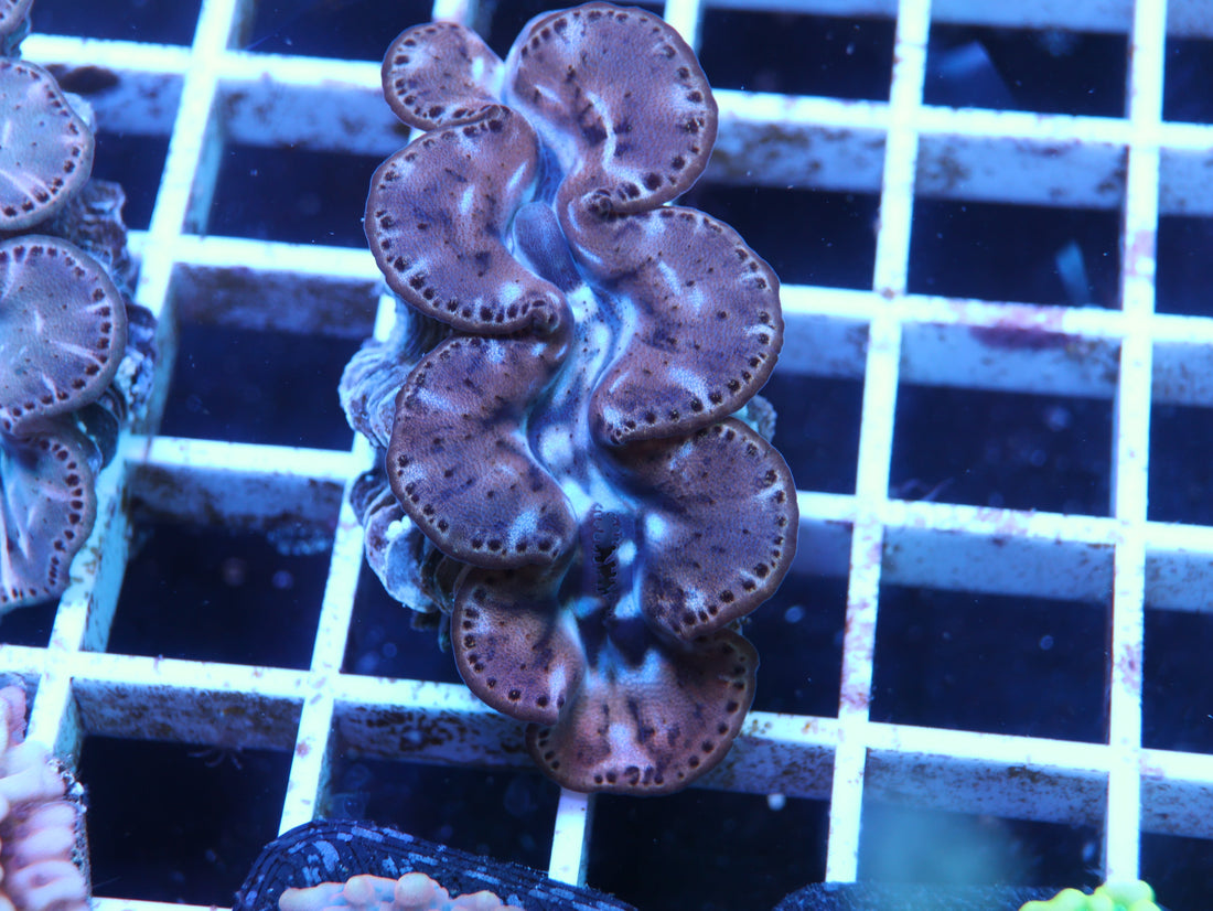 🐚 How to Keep Clams Happy in Your Reef Tank