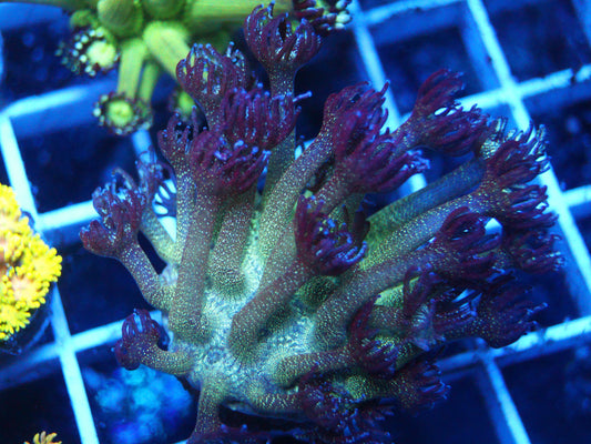 🌸 What Do Goniopora Corals Love?