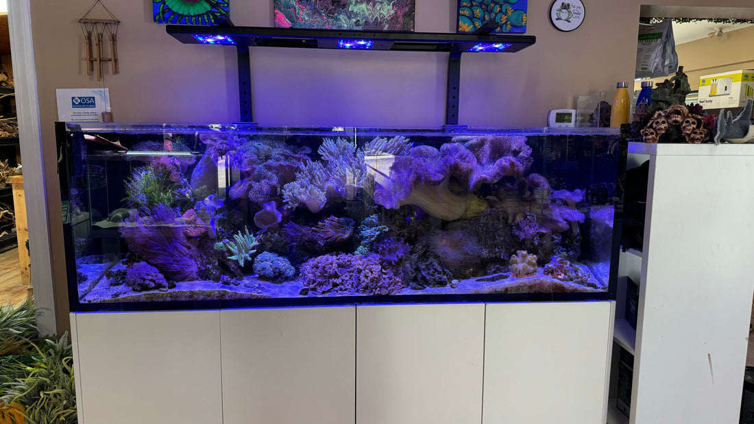 🐠 Reef Tank Starter Pack: What You Need Before Adding Corals