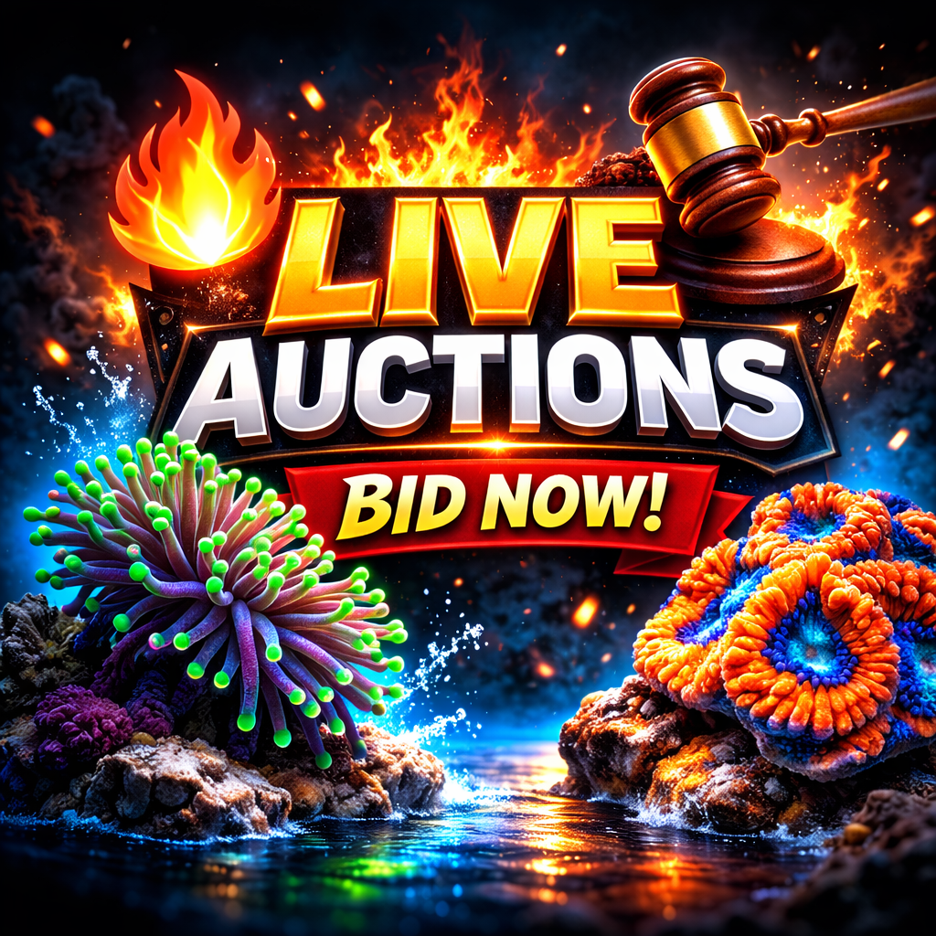 Live Auction