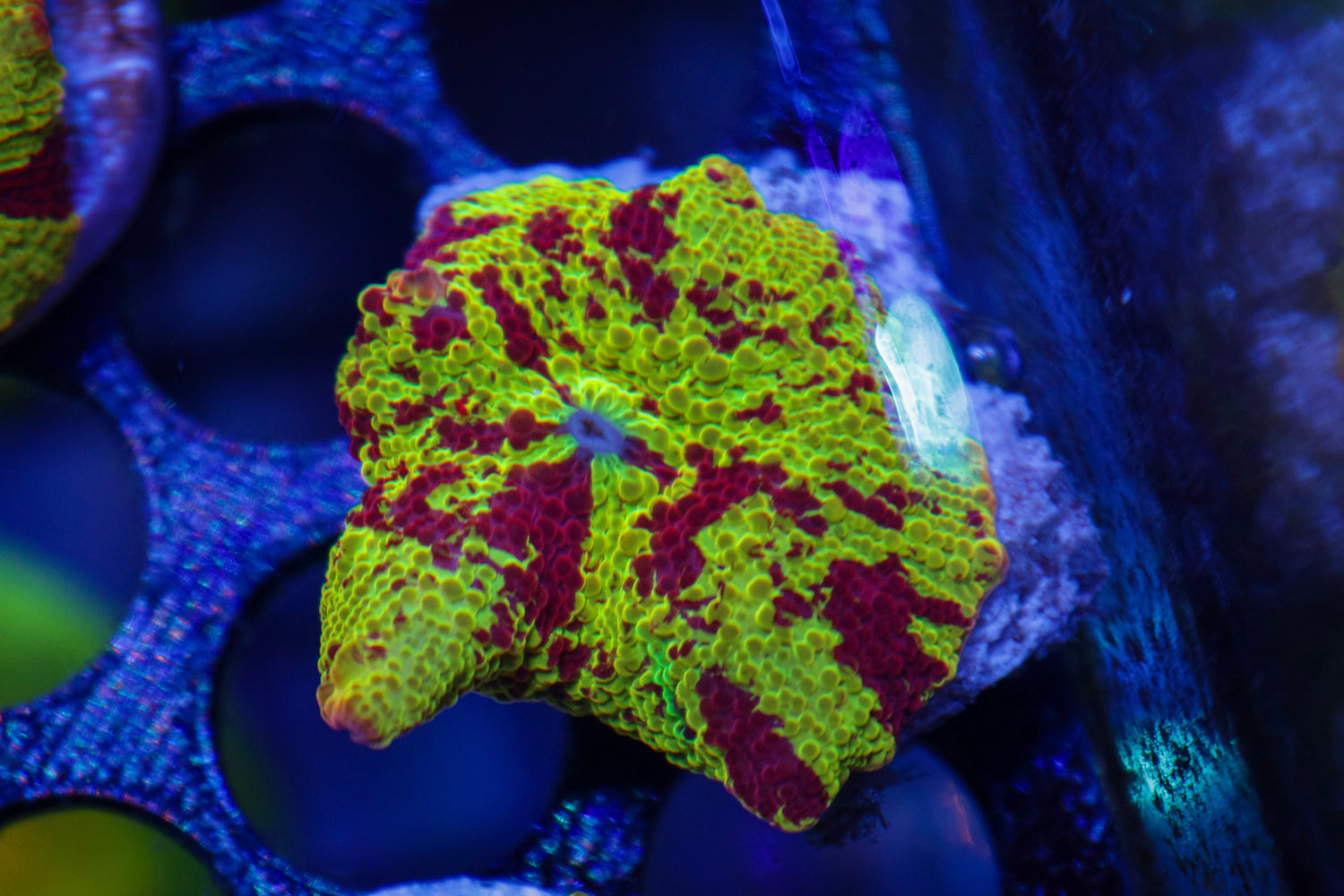 Electus Jawbreaker Mushroom