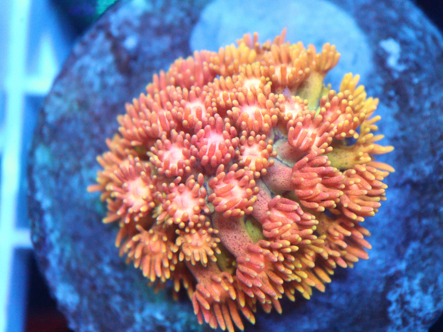 What You See Is What You Get - Gem State Corals