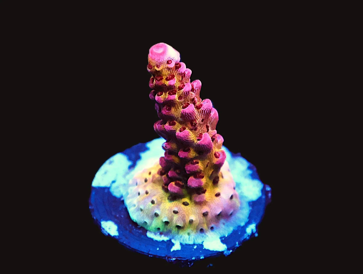 Acropora