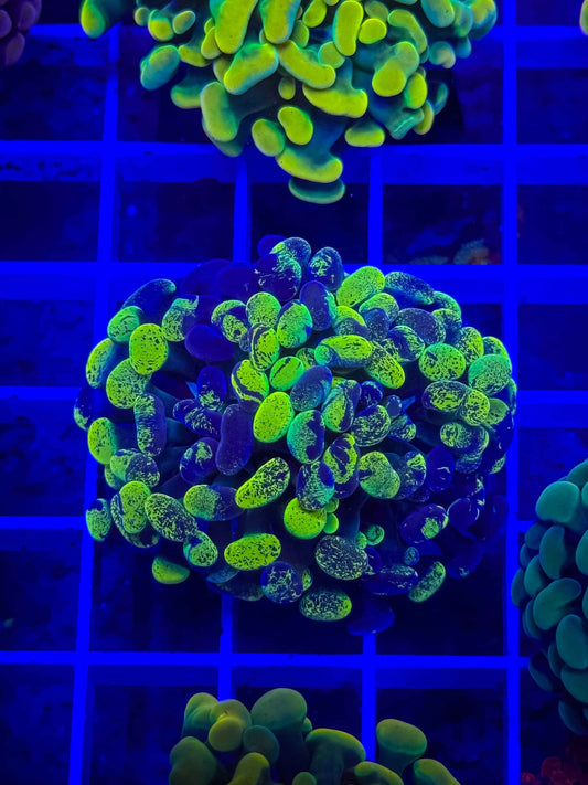 True Yellow Splatter Hammer