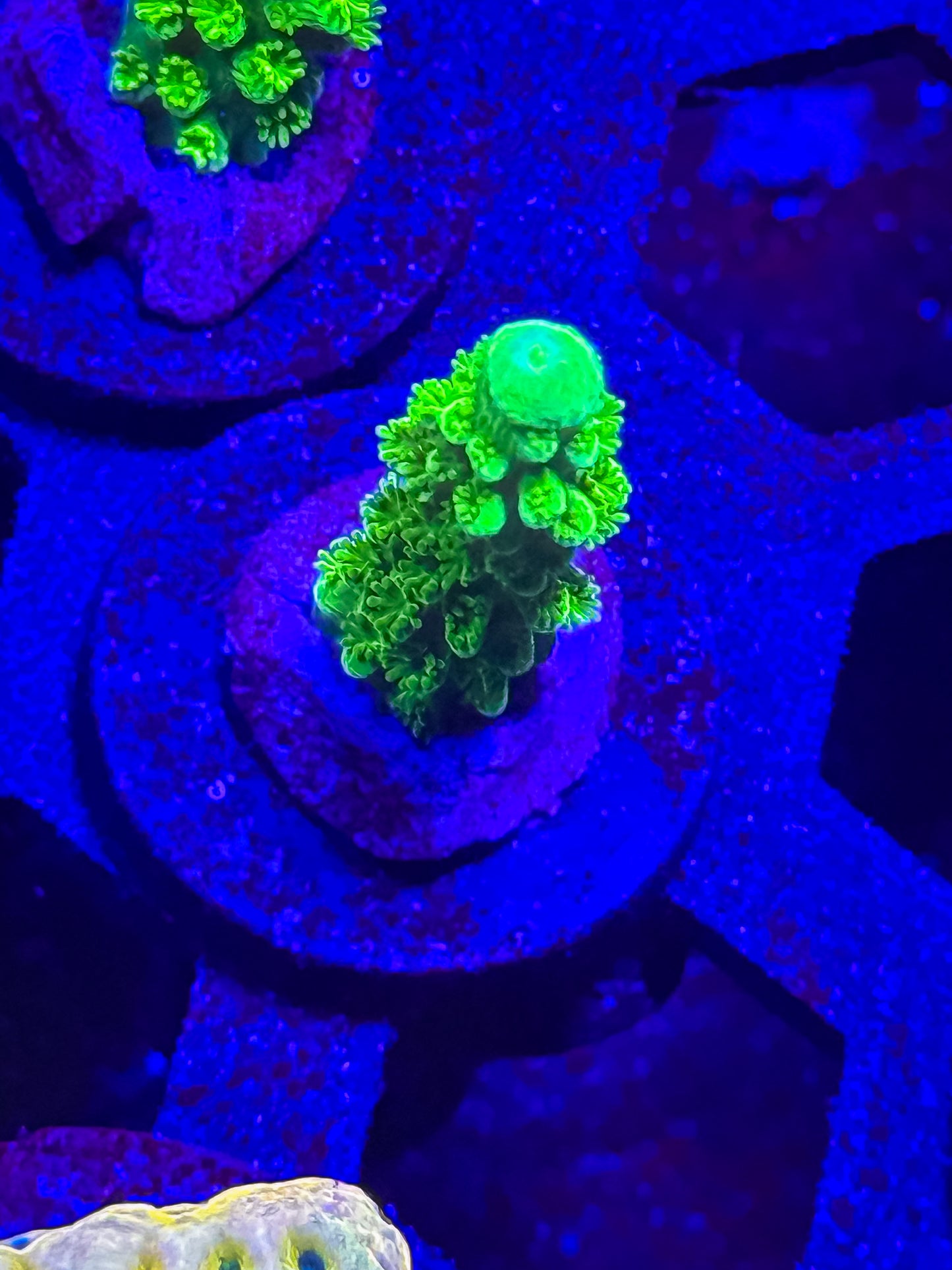 Green Slimmer Acro