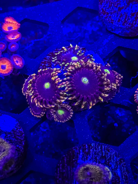 ECC Antimatter Zoas