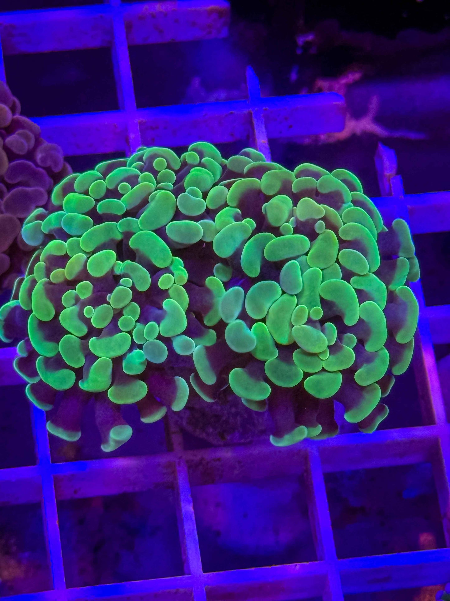 Branching Hammer Coral