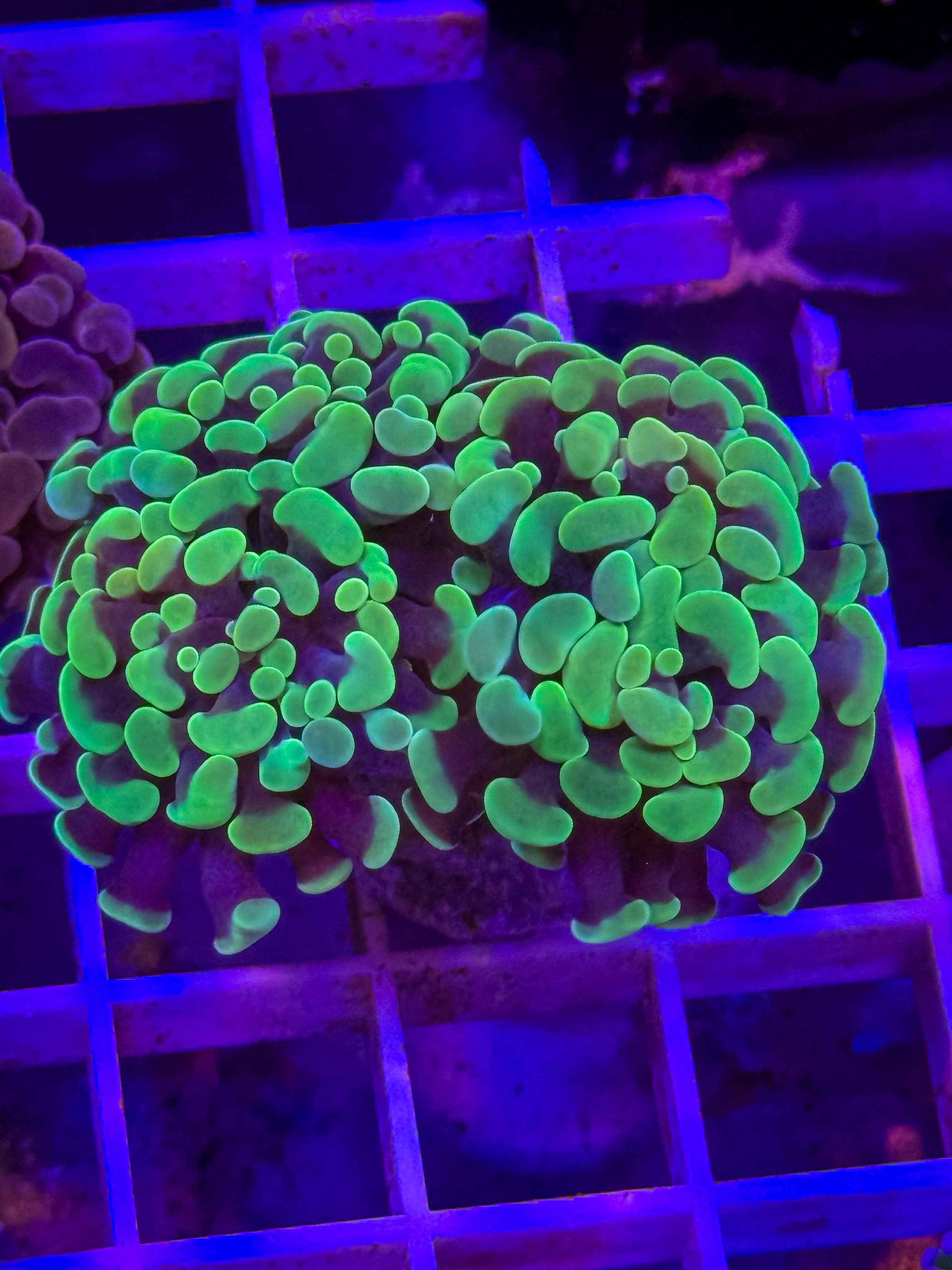 Branching Hammer Coral