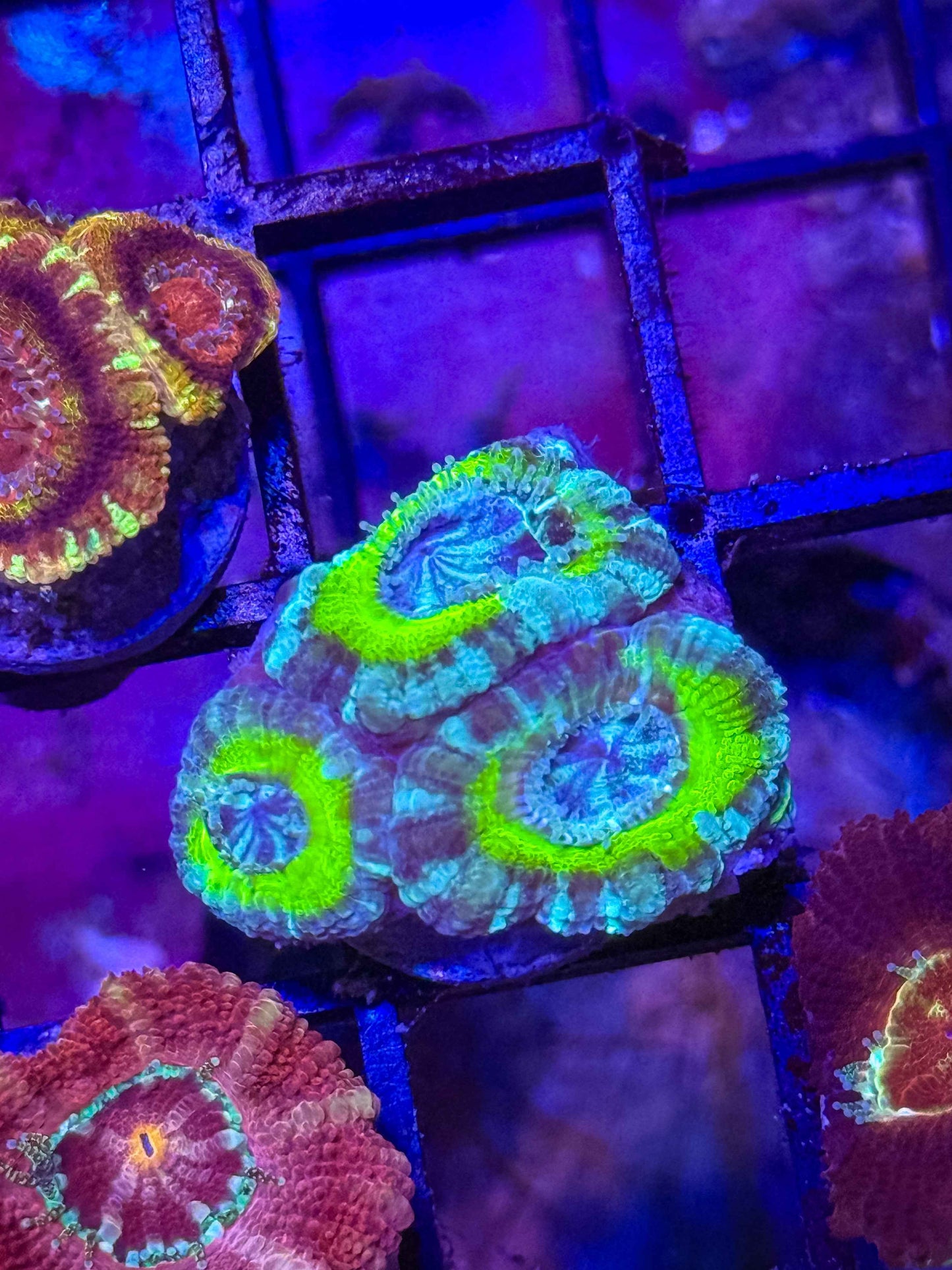 GS Bogus Basin Acan