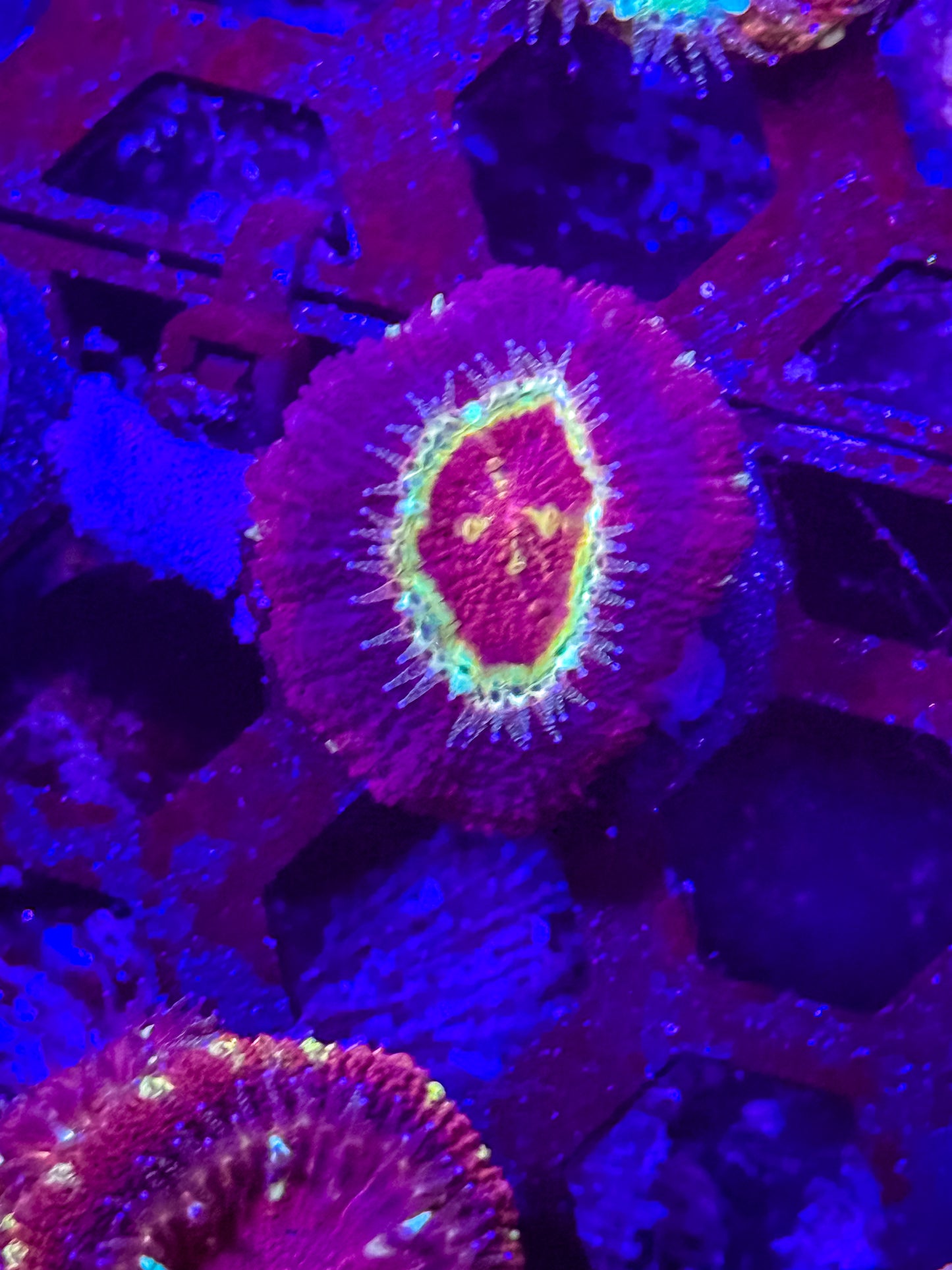 Malaysian Acan Lord