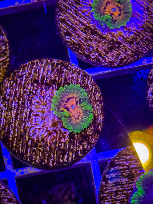 SBB Marvin The Martian Zoa