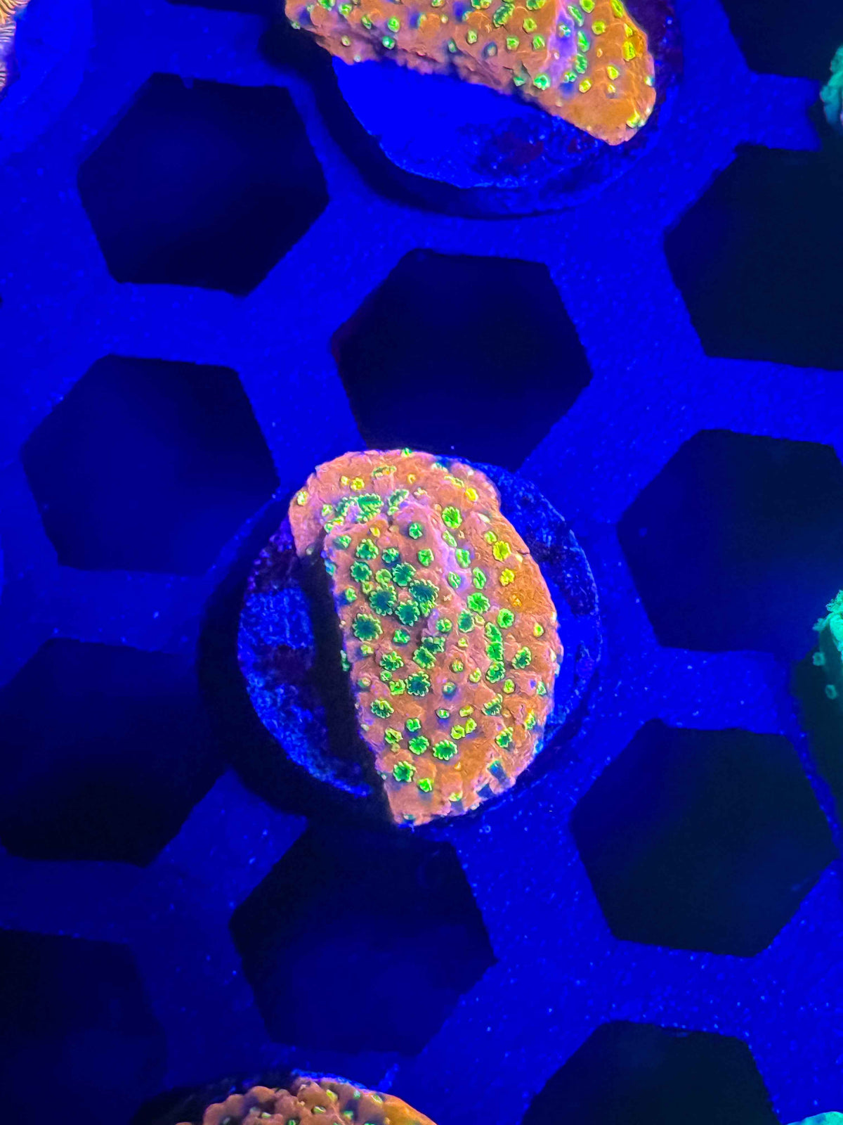 Sunset Encrusting Montipora – WYSIWYG #2