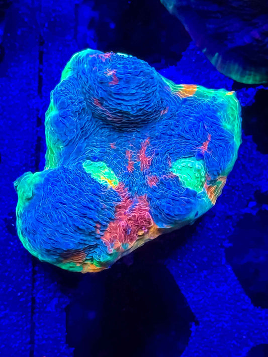 Ultra Rainbow Chalice