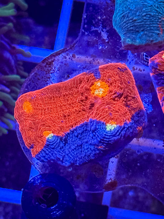Rainbow Chalice Coral