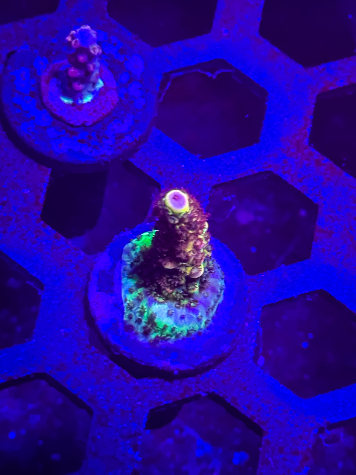 PC Rainbow Acro