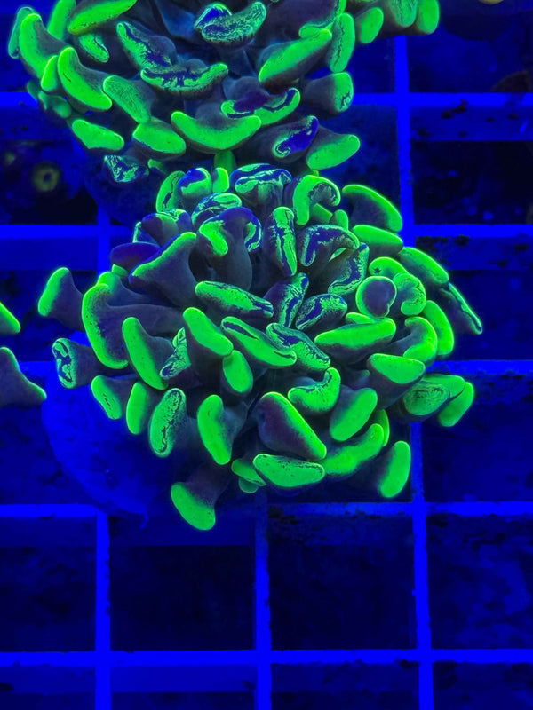 Splatter Branching Hammer