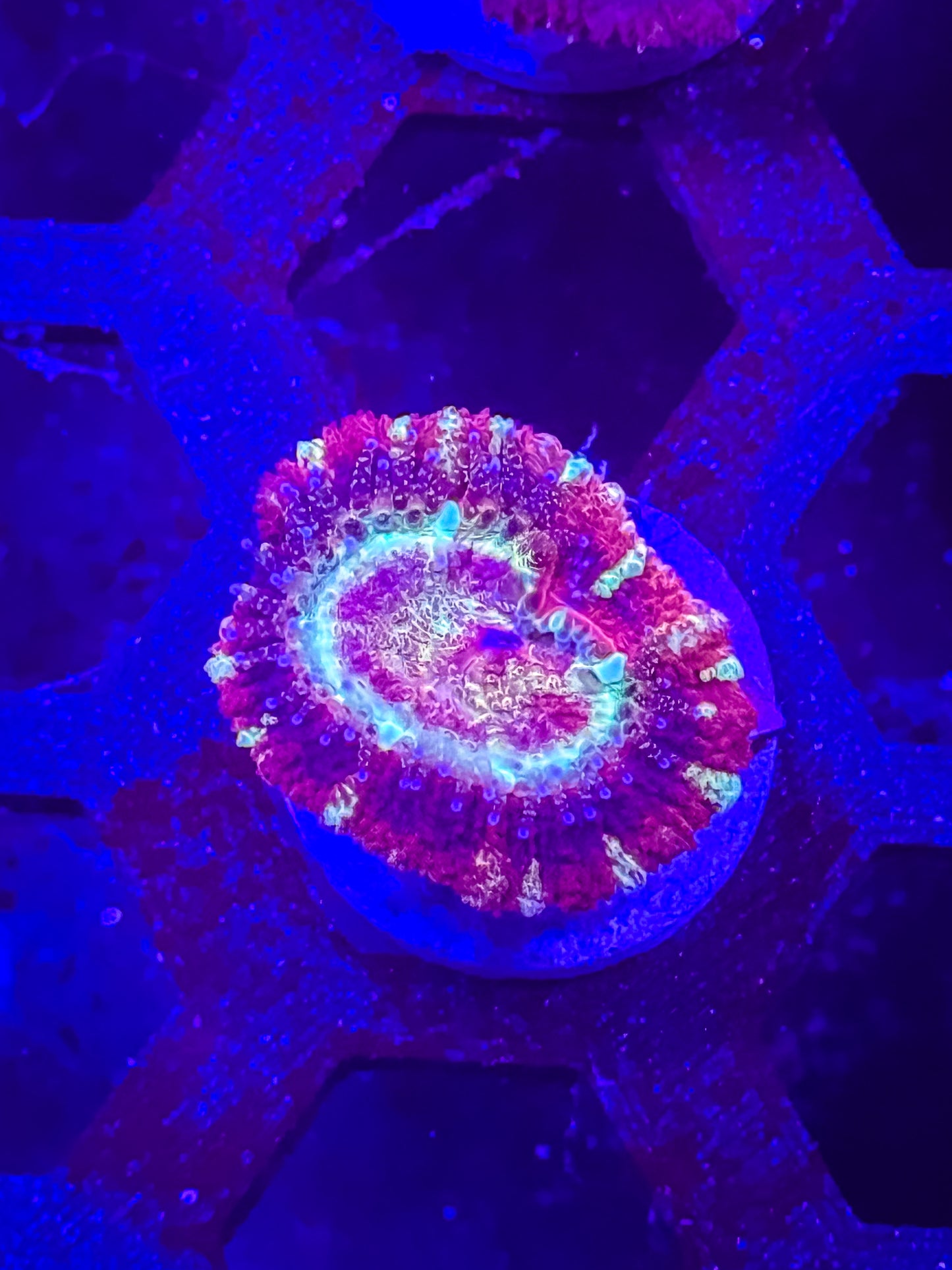 Malaysian Acan Lord