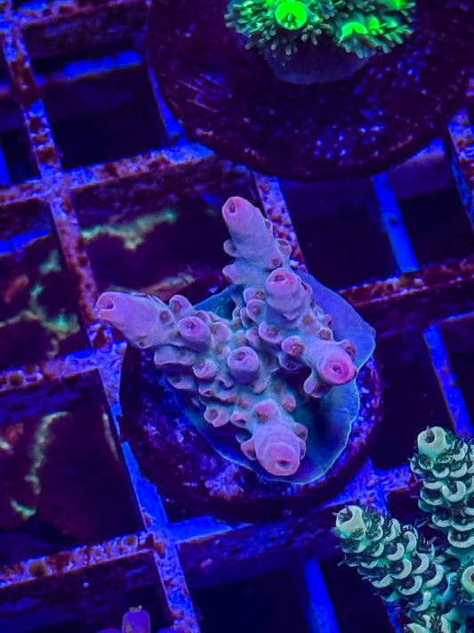 WWC WTF Acropora