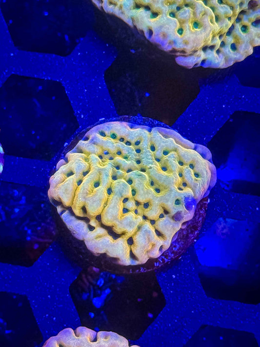JF Beach Bum Montipora – WYSIWYG #2