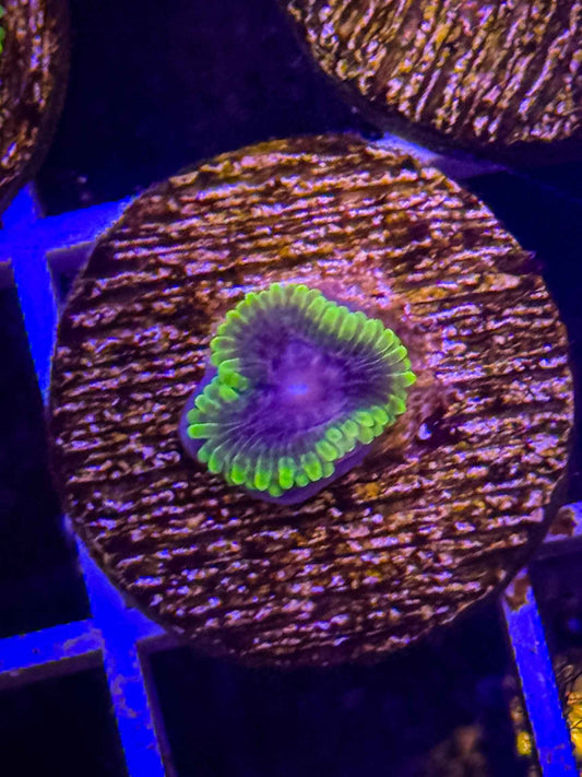 UC Atmosphere Zoa