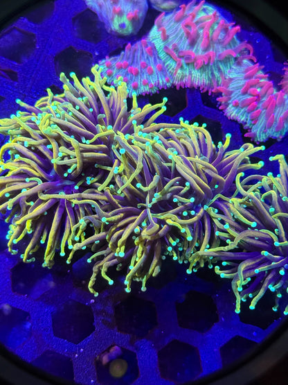 Hellfire Torch Coral (1 Polyp) – Almost WYSIWYG