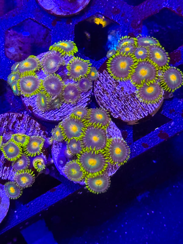 GB Packers Zoanthids – Almost WYSIWYG (1–3+ Polyps)