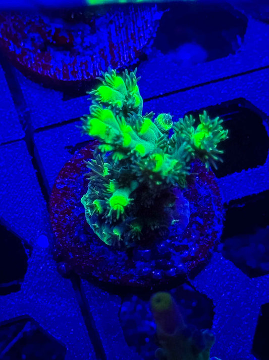 GS Embrace the Martian Acropora