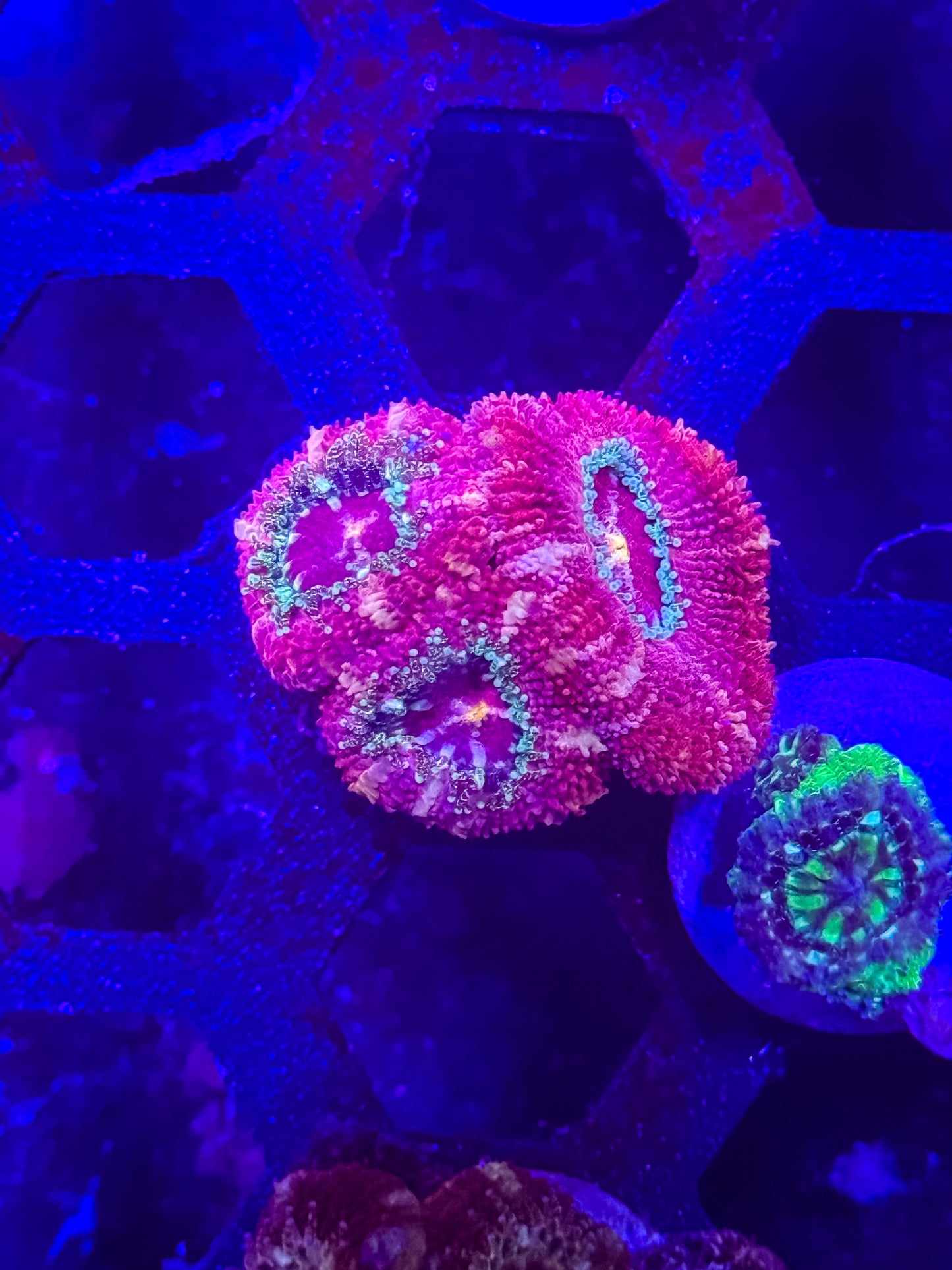 Malaysian Acan Lord