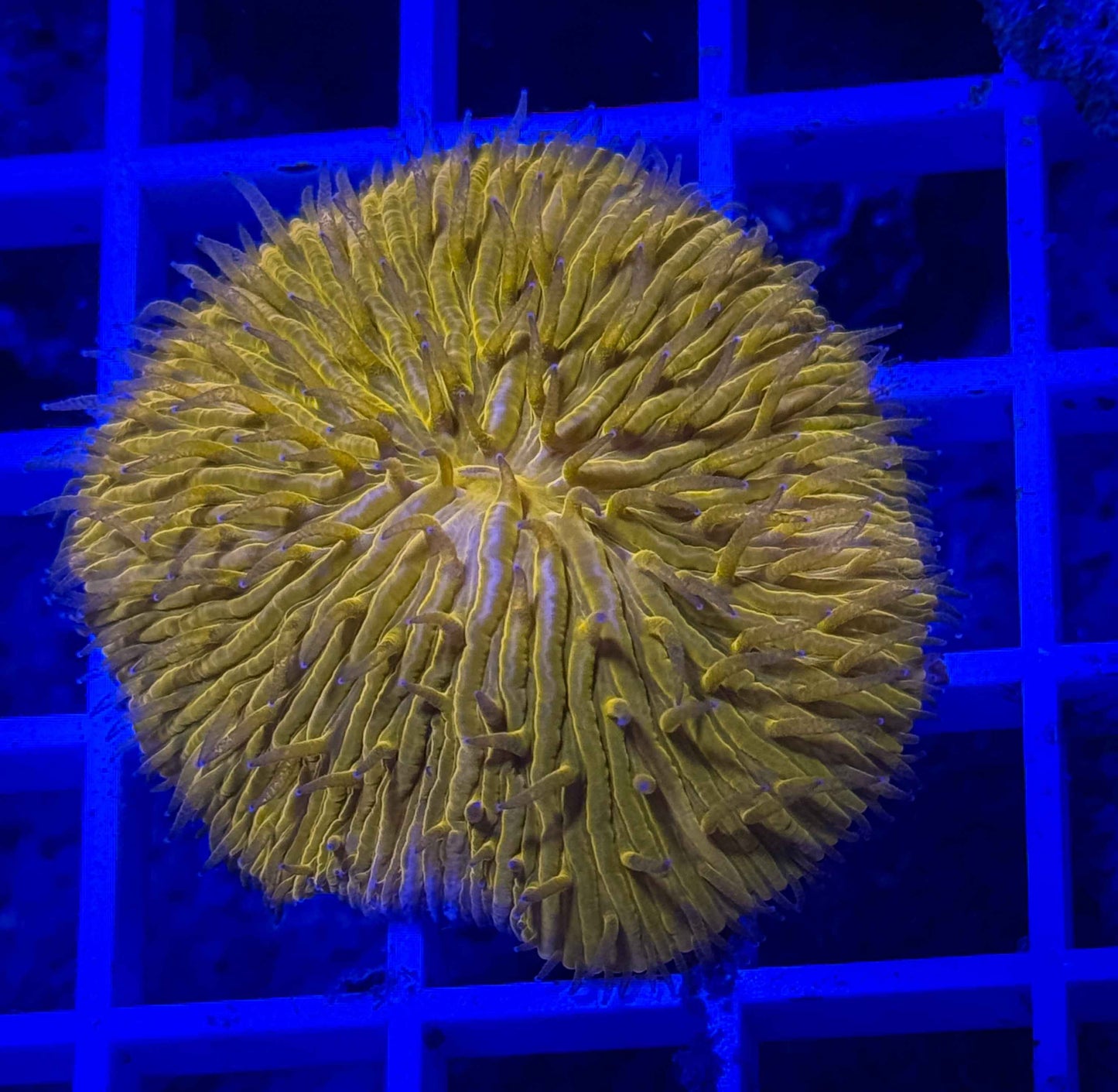 Fungia Plate