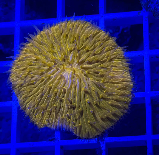 Fungia Plate
