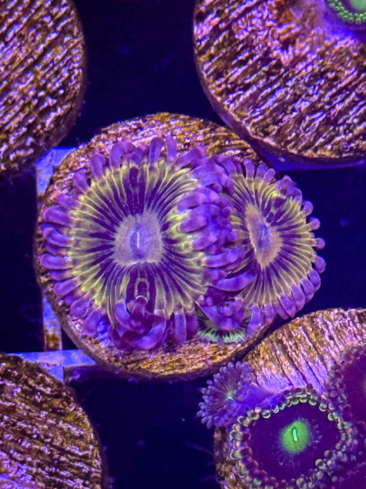 Stratocaster Zoa
