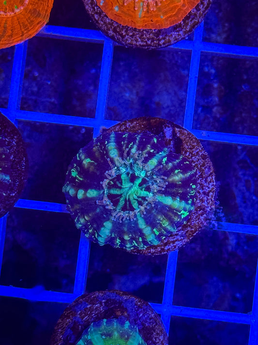 Captive Spawned Scolymia live coral – Gem State Corals