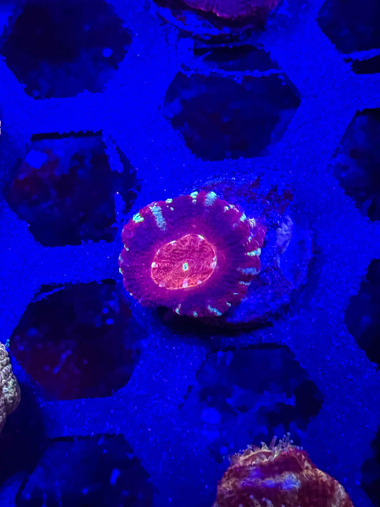 Malaysian Acan Lord