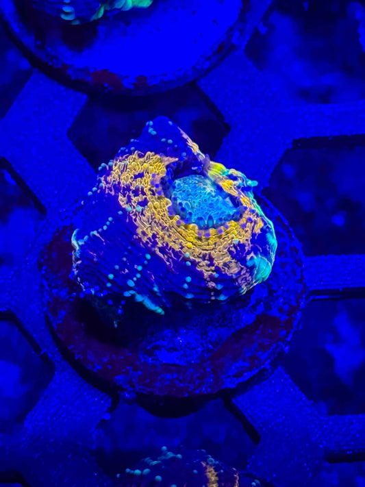 GS Boogeyman Echinata live coral – Gem State Corals